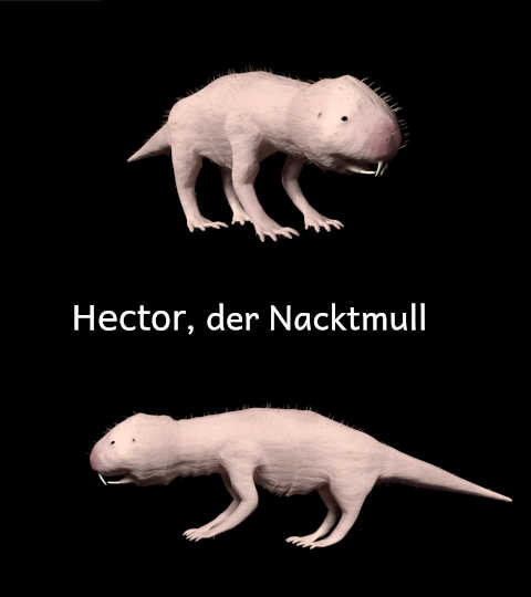 Nacktmull